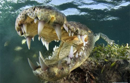 Производственной группе Кайман – 25 лет!